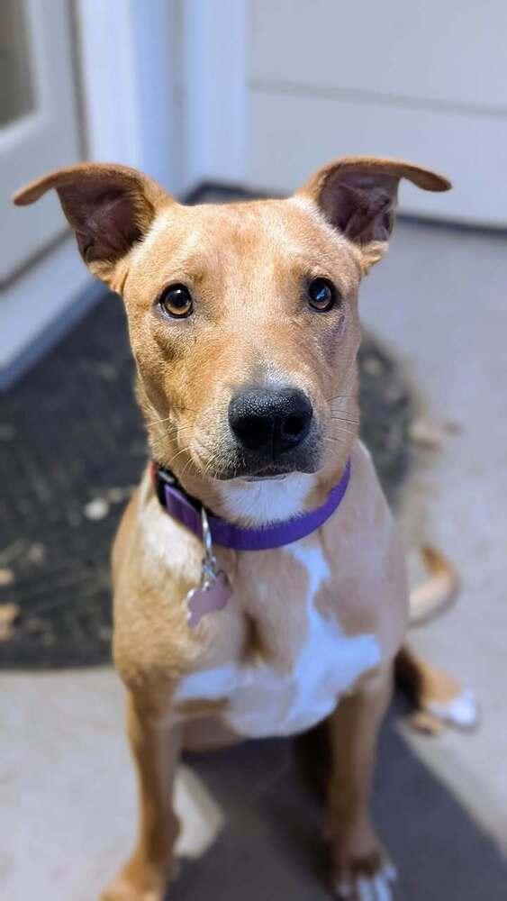 Enlarge Buffy, a Adoptable mixed breed in Colorado Springs, CO image 5/6