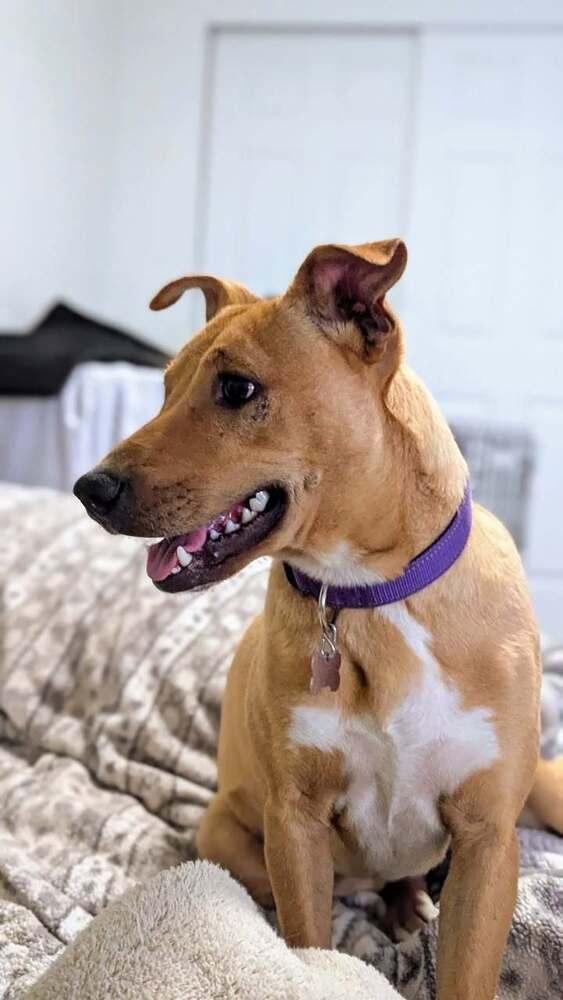 Enlarge Buffy, a Adoptable mixed breed in Colorado Springs, CO image 6/6