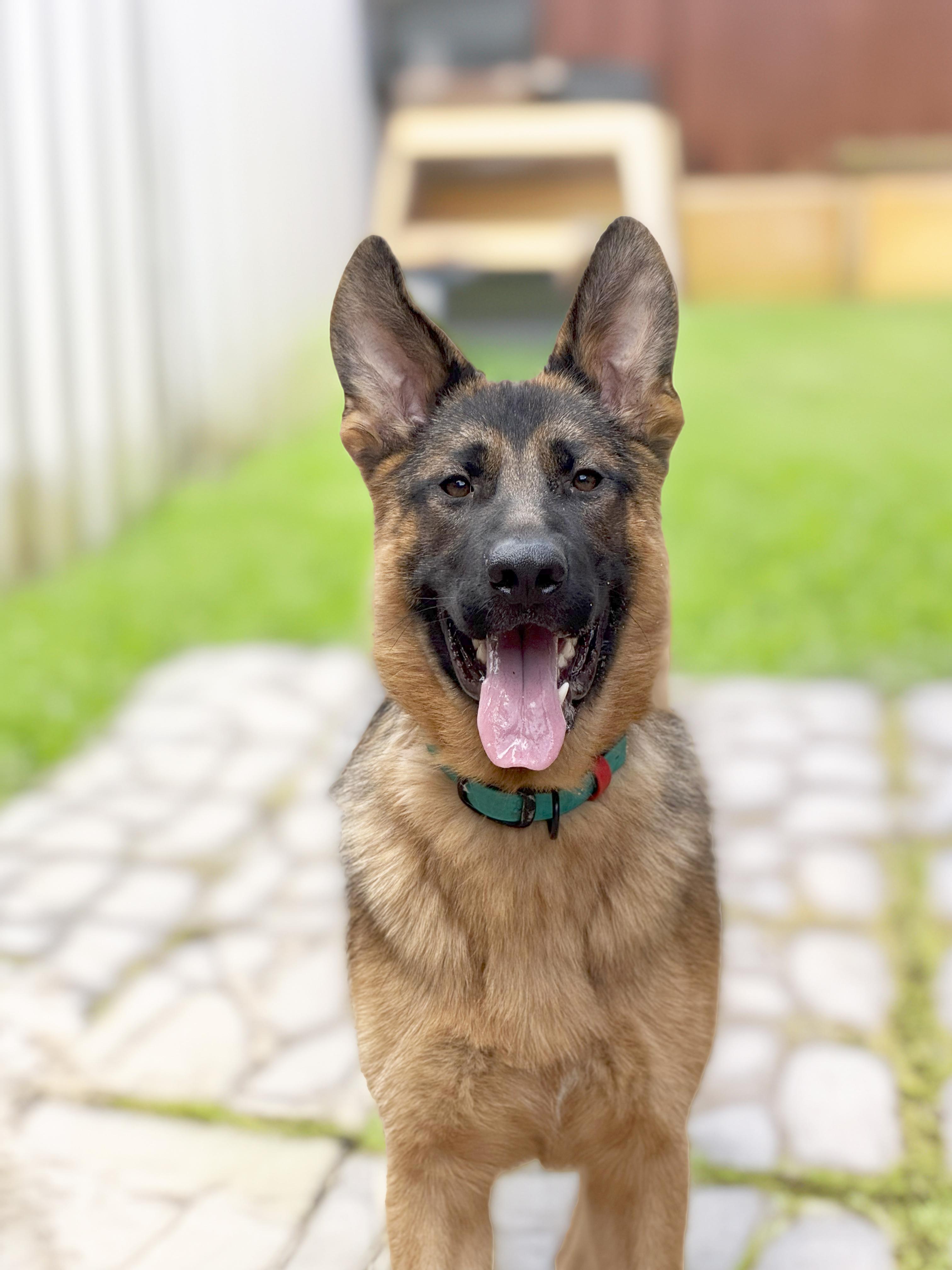 Koda, Adopted, Puppy Male German Shepherd Dog.