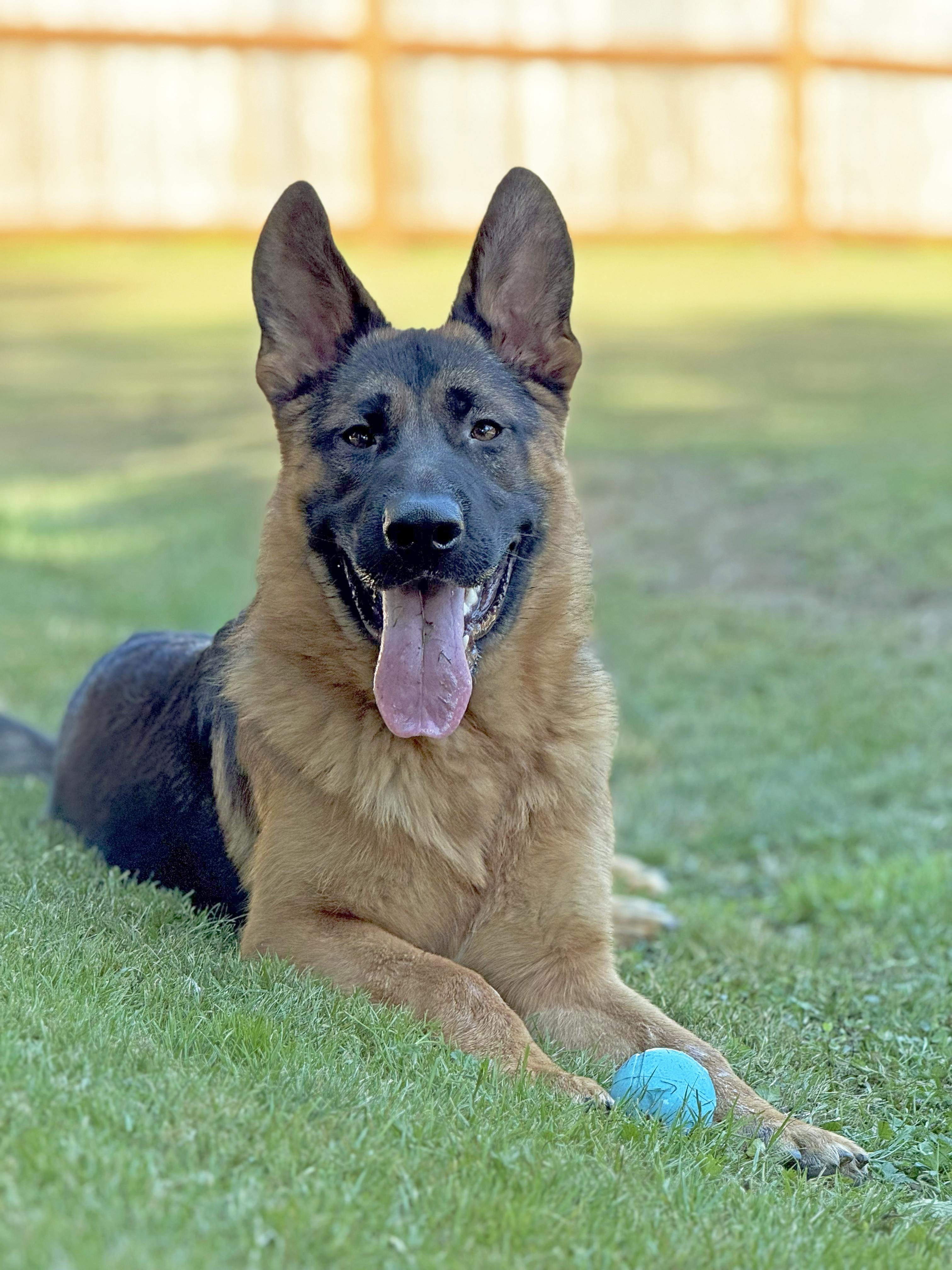 Koda, a Adopted German Shepherd Dog in Bellevue, WA image 2/5