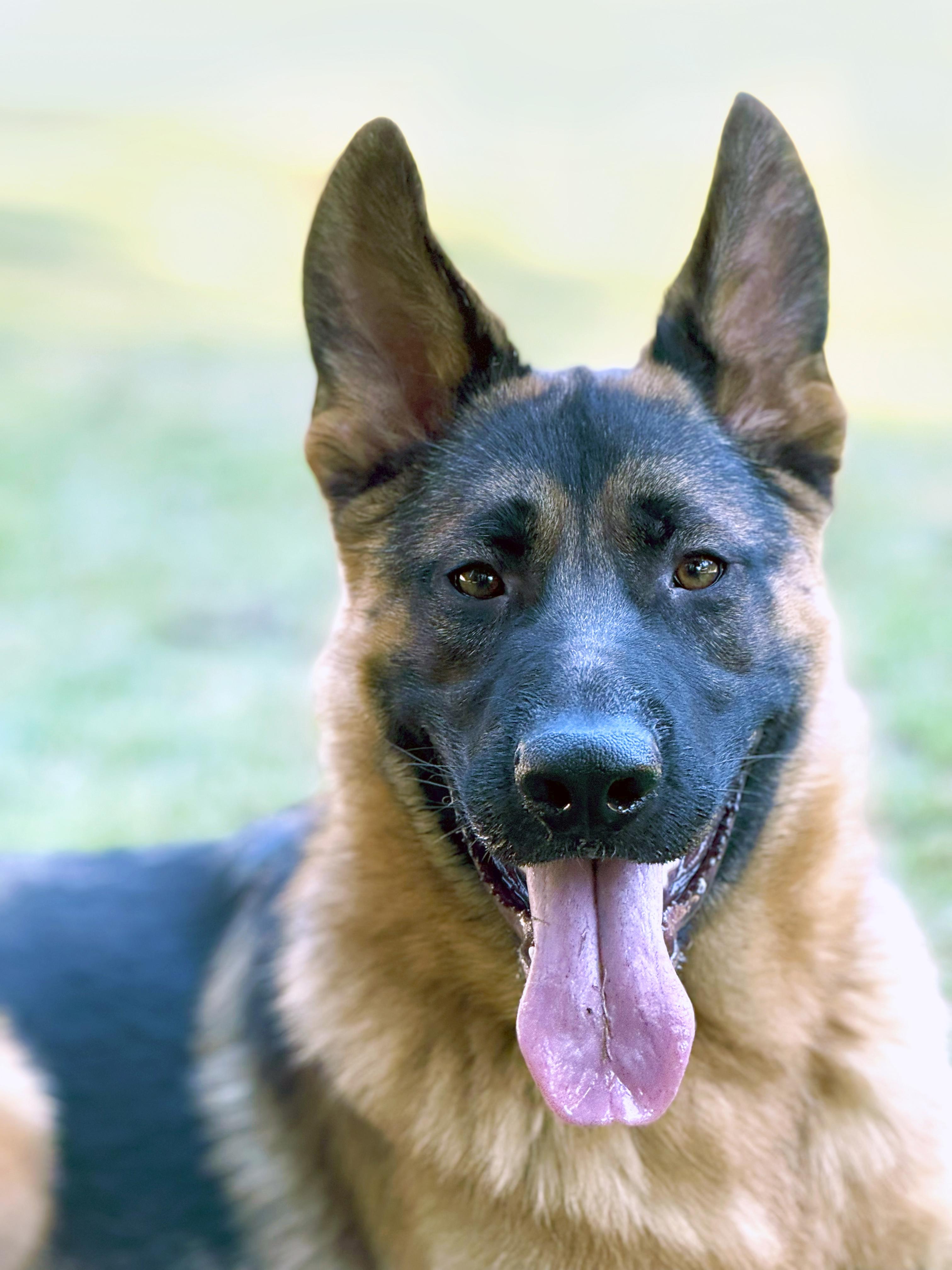 Koda, a Adopted German Shepherd Dog in Bellevue, WA image 3/5