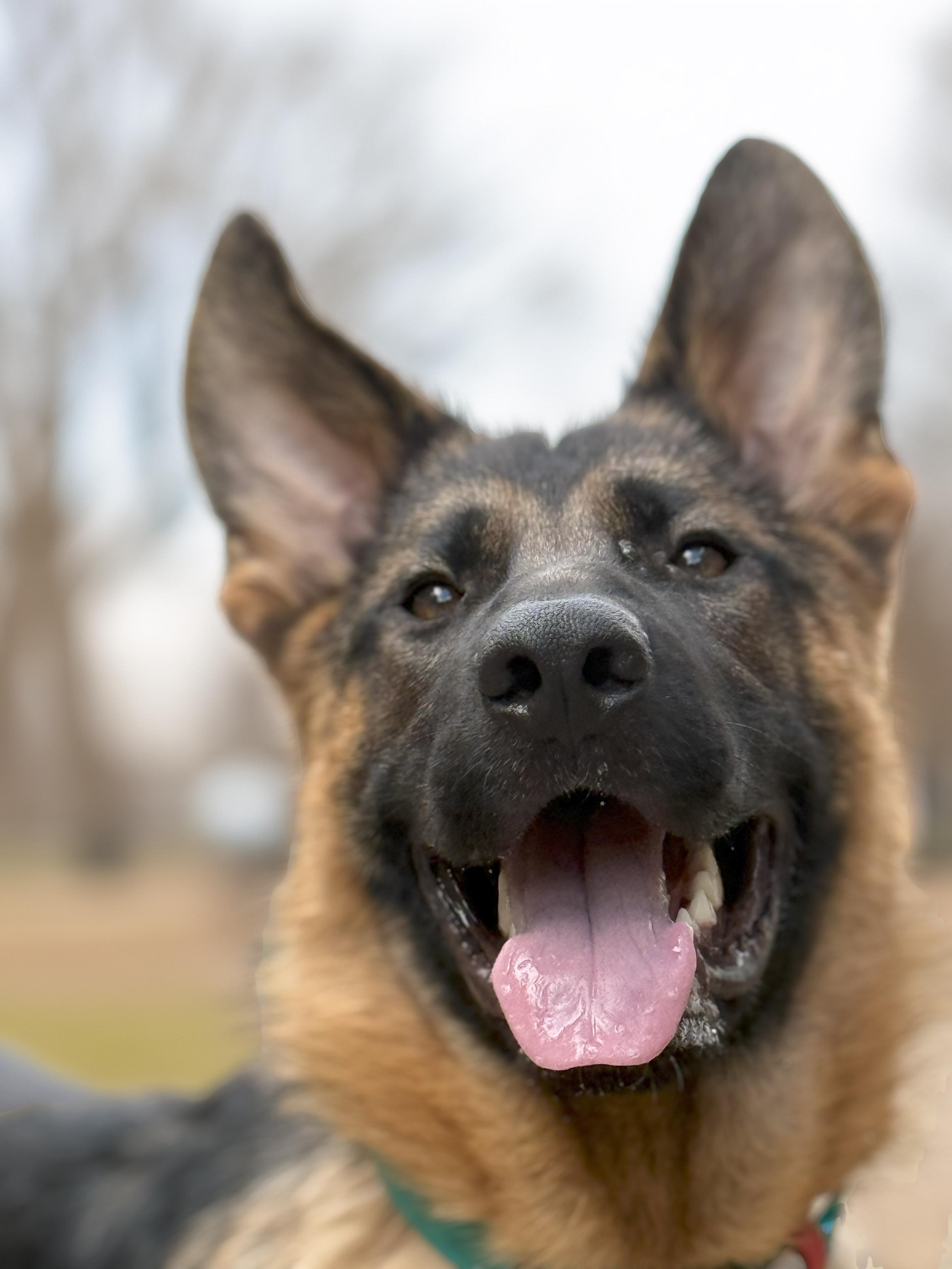 Koda, a Adopted German Shepherd Dog in Bellevue, WA image 4/5