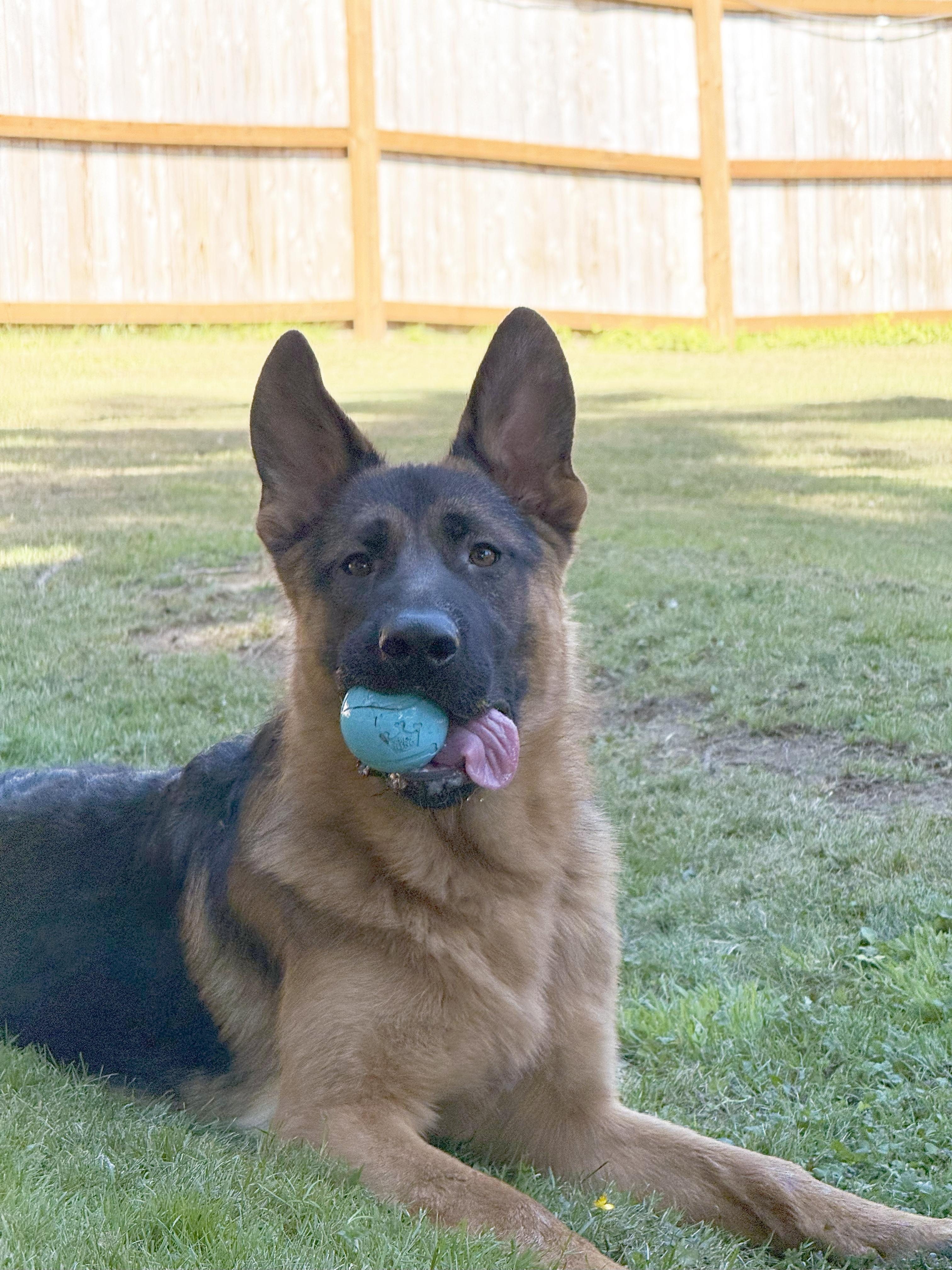 Koda, a Adopted German Shepherd Dog in Bellevue, WA image 5/5