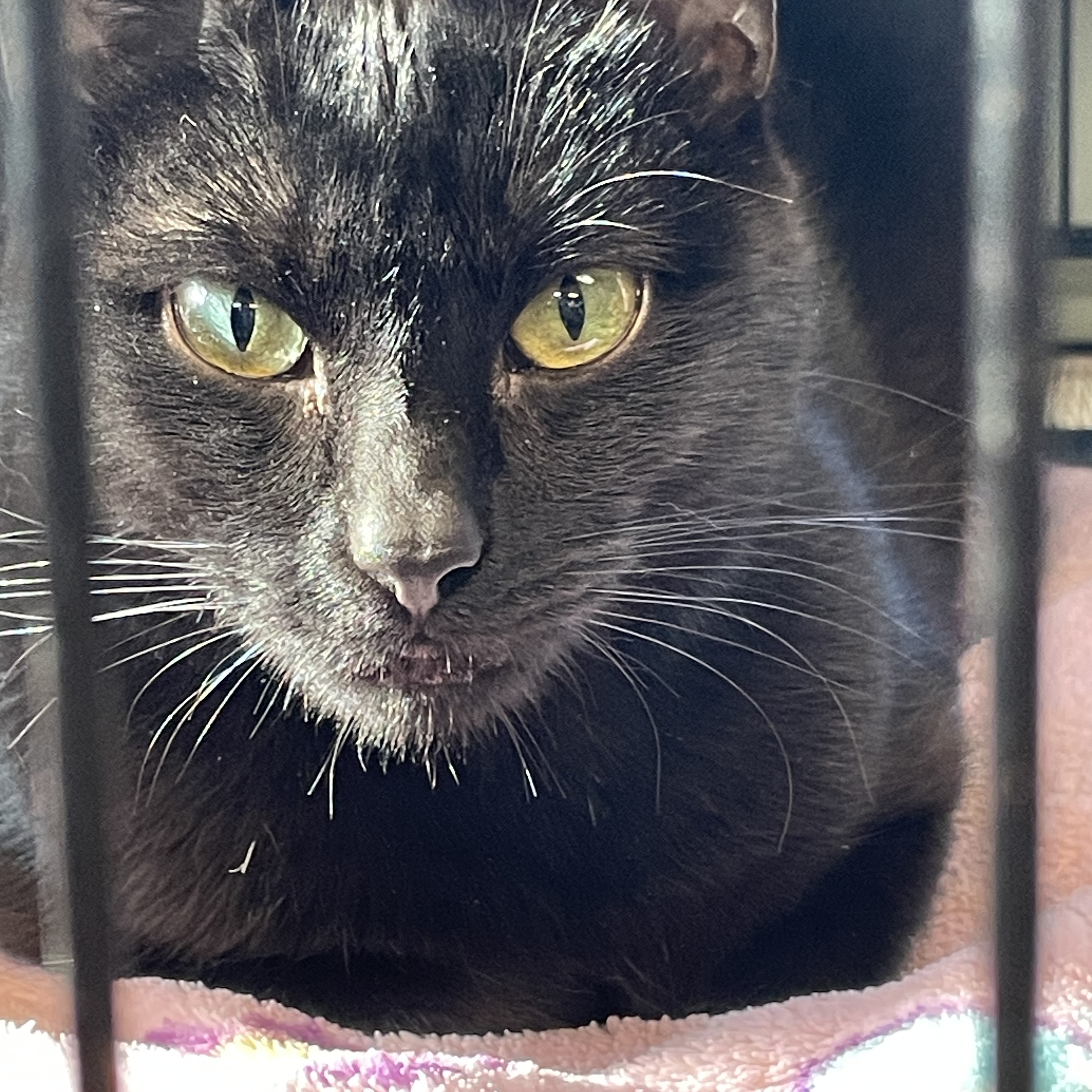 Sienna a.k.a Willow, a Adoptable Domestic Short Hair in Attleboro, MA image 3/4