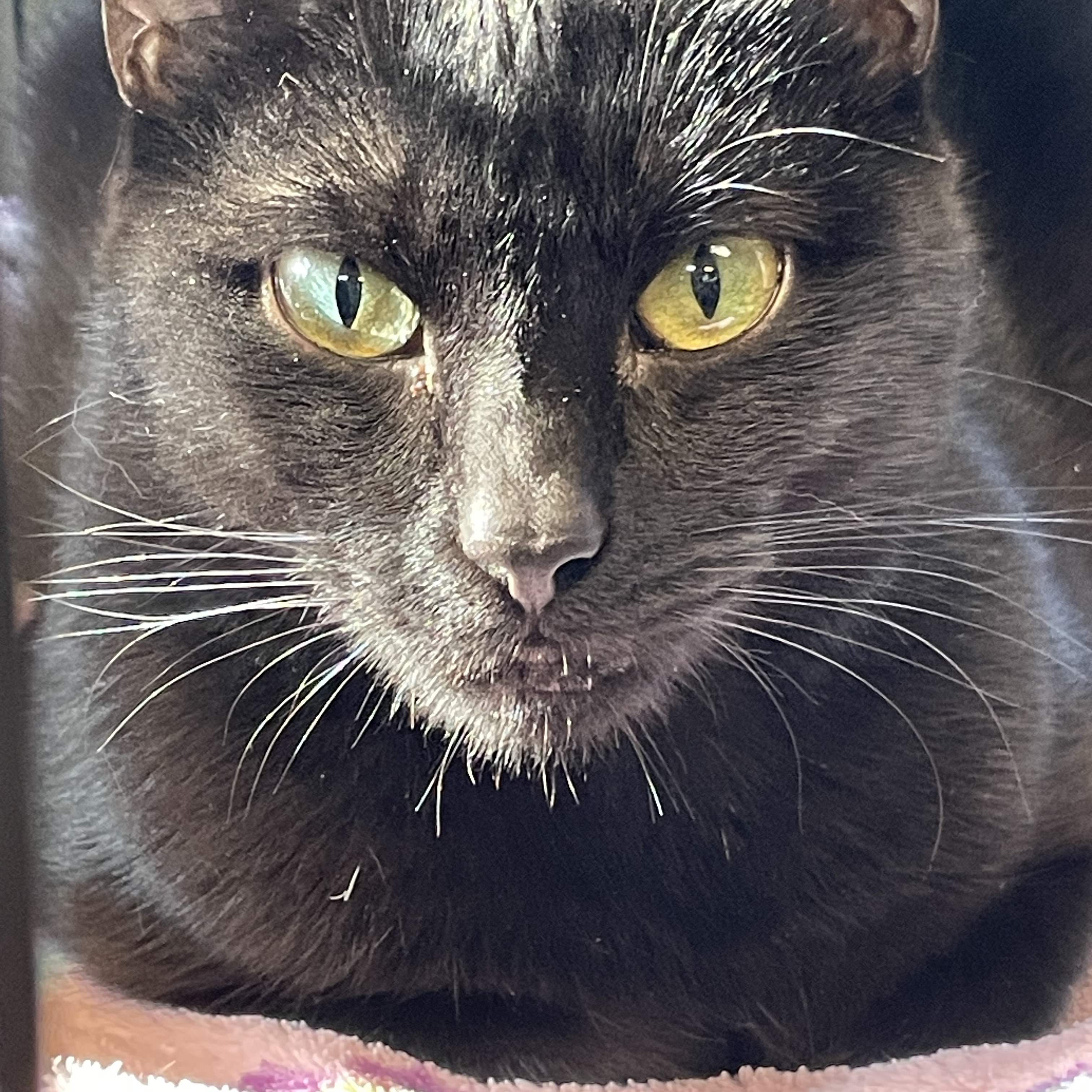 Sienna a.k.a Willow, a Adoptable Domestic Short Hair in Attleboro, MA image 1/4