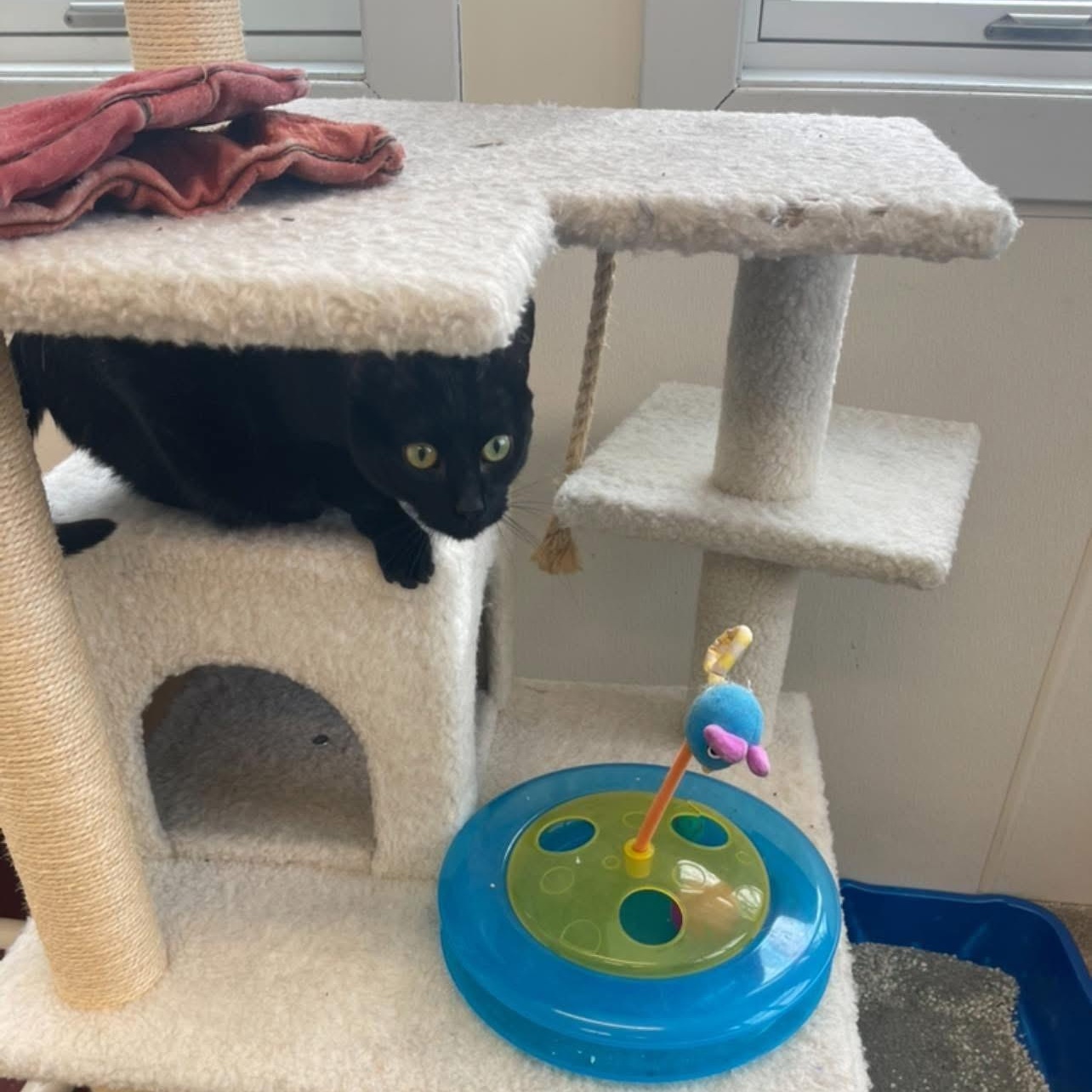 Sienna a.k.a Willow, a Adoptable Domestic Short Hair in Attleboro, MA image 2/4