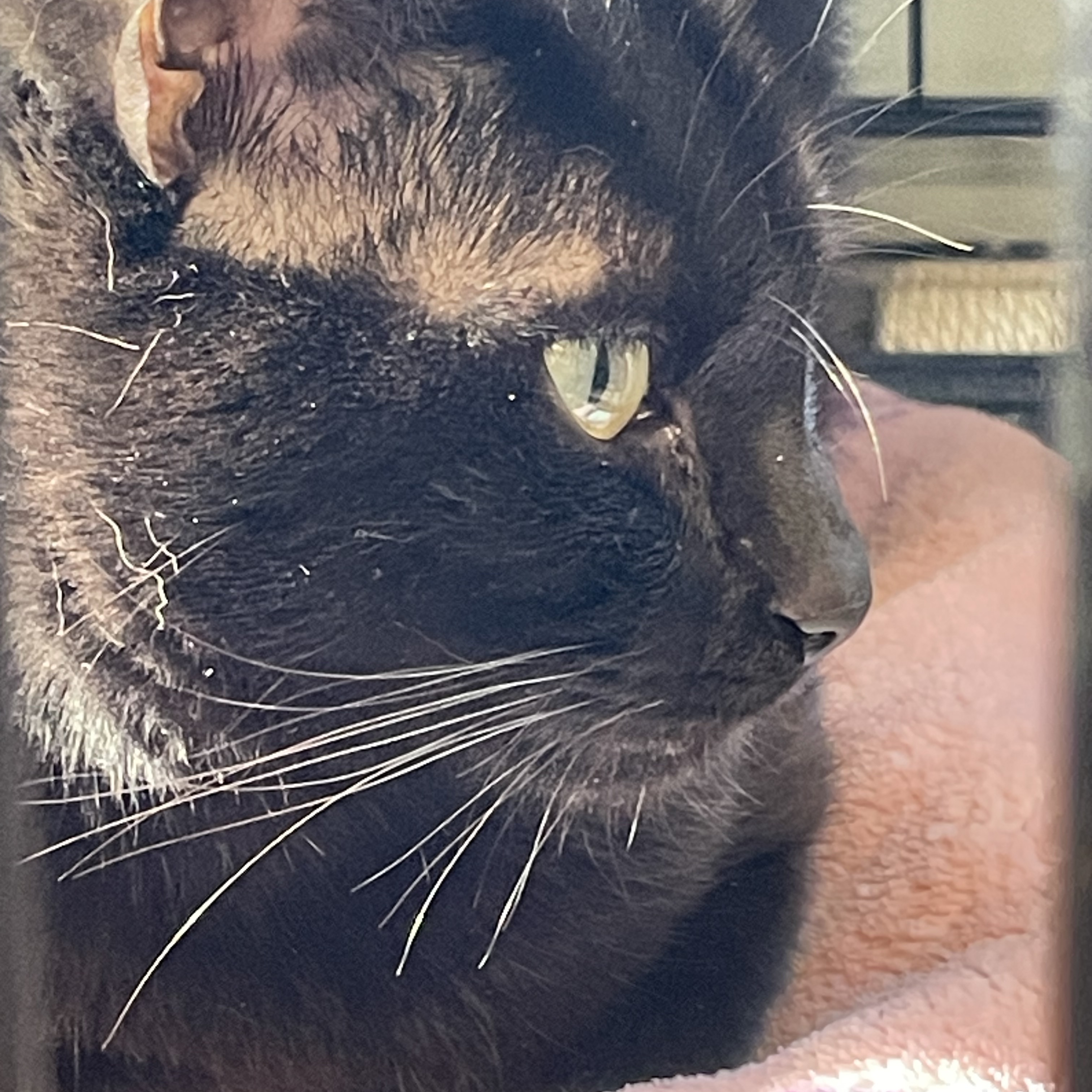 Sienna a.k.a Willow, a Adoptable Domestic Short Hair in Attleboro, MA image 4/4