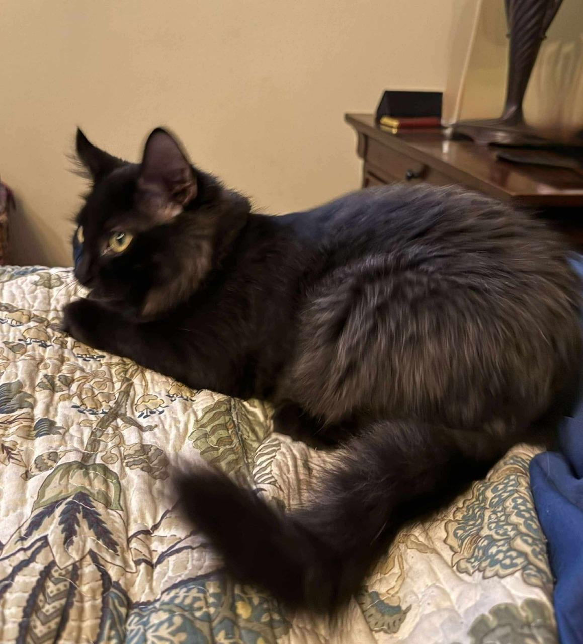 Smokey, a Adoptable Domestic Long Hair in Hollister, CA image 3/4