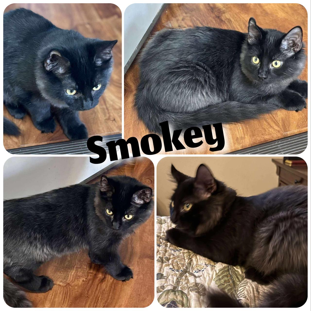 Smokey, a Adoptable Domestic Long Hair in Hollister, CA image 1/4