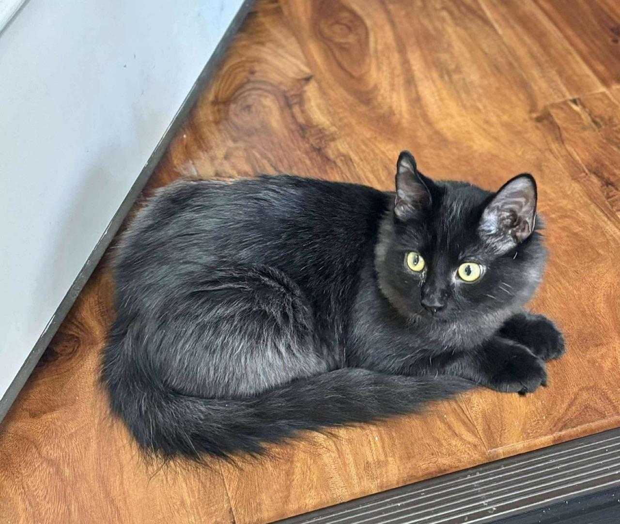 Smokey, a Adoptable Domestic Long Hair in Hollister, CA image 4/4