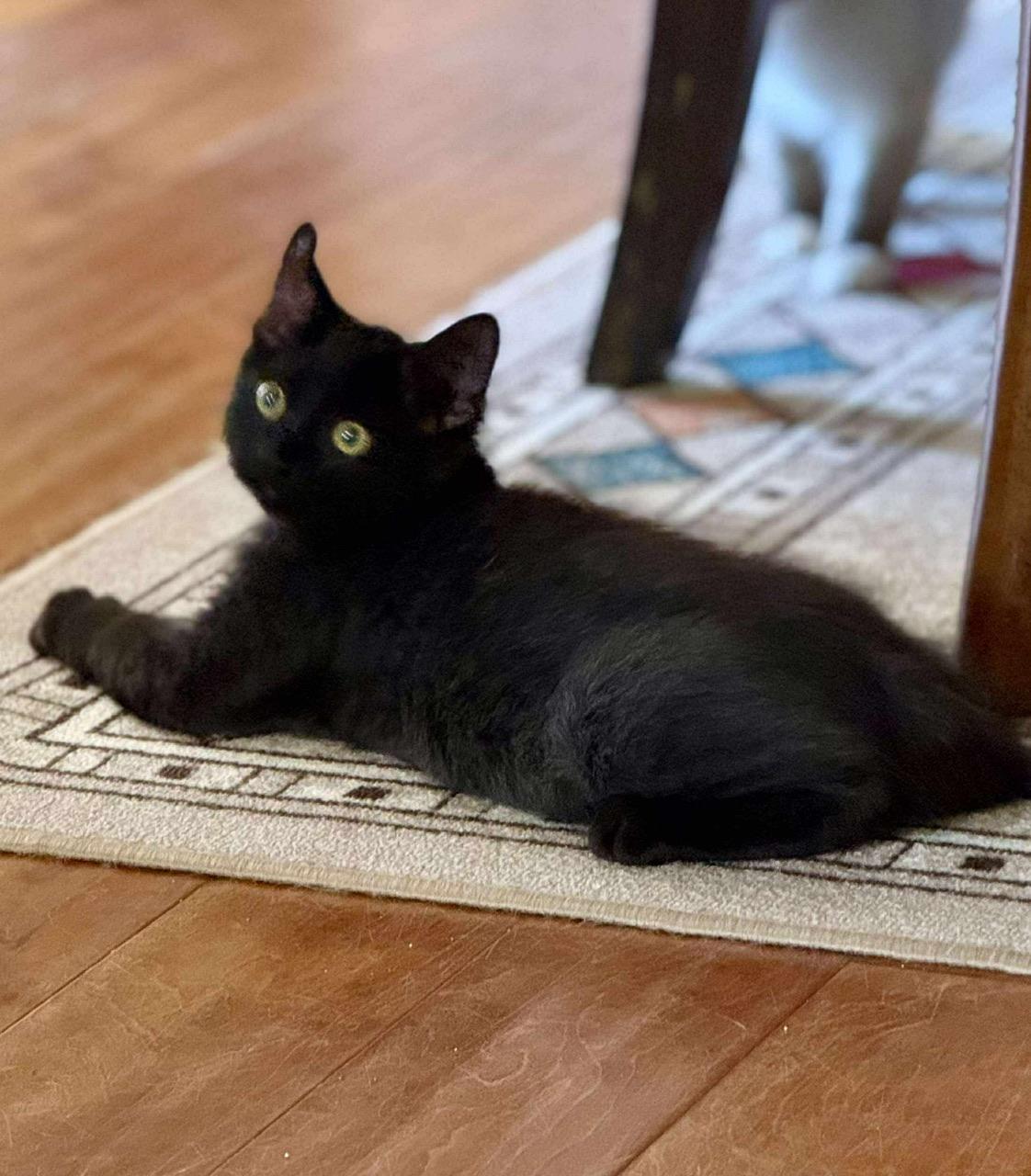 Smokey, a Adoptable Domestic Long Hair in Hollister, CA image 2/4
