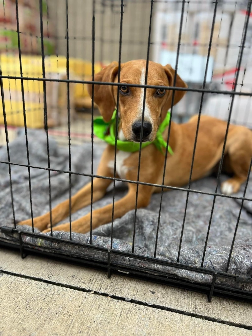 Lionel, Adopted, Young Male Coonhound.
