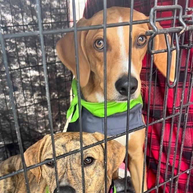 Enlarge Lionel, a Adopted mixed breed in Grand ridge, FL image 2/2