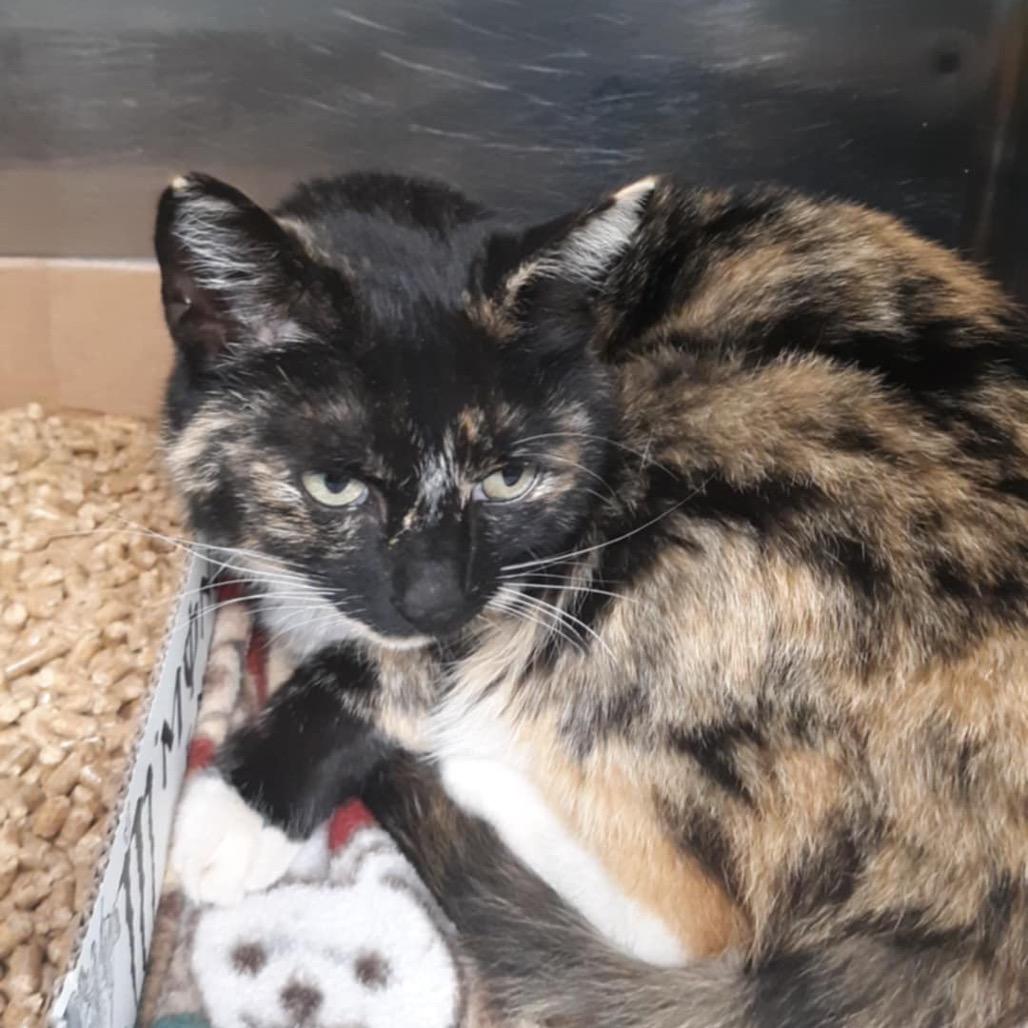 Enlarge Callie, a Adoptable Domestic Medium Hair in Newport, TN image 1/2