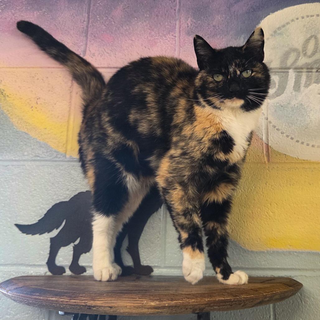 Enlarge Callie, a Adoptable Domestic Medium Hair in Newport, TN image 2/2