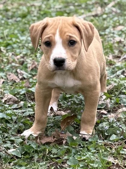 Cupcake, Adoptable, Puppy Female Mastiff & Shar-Pei.