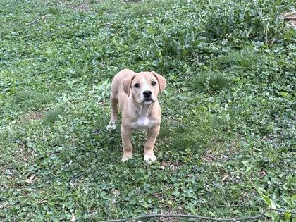 Enlarge Cupcake, a Adoptable mixed breed in Wilkesboro, NC image 2/3