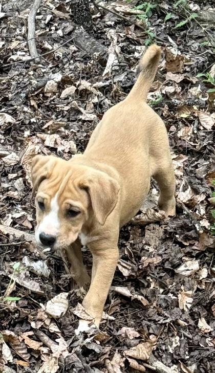 Enlarge Cupcake, a Adoptable mixed breed in Wilkesboro, NC image 3/3