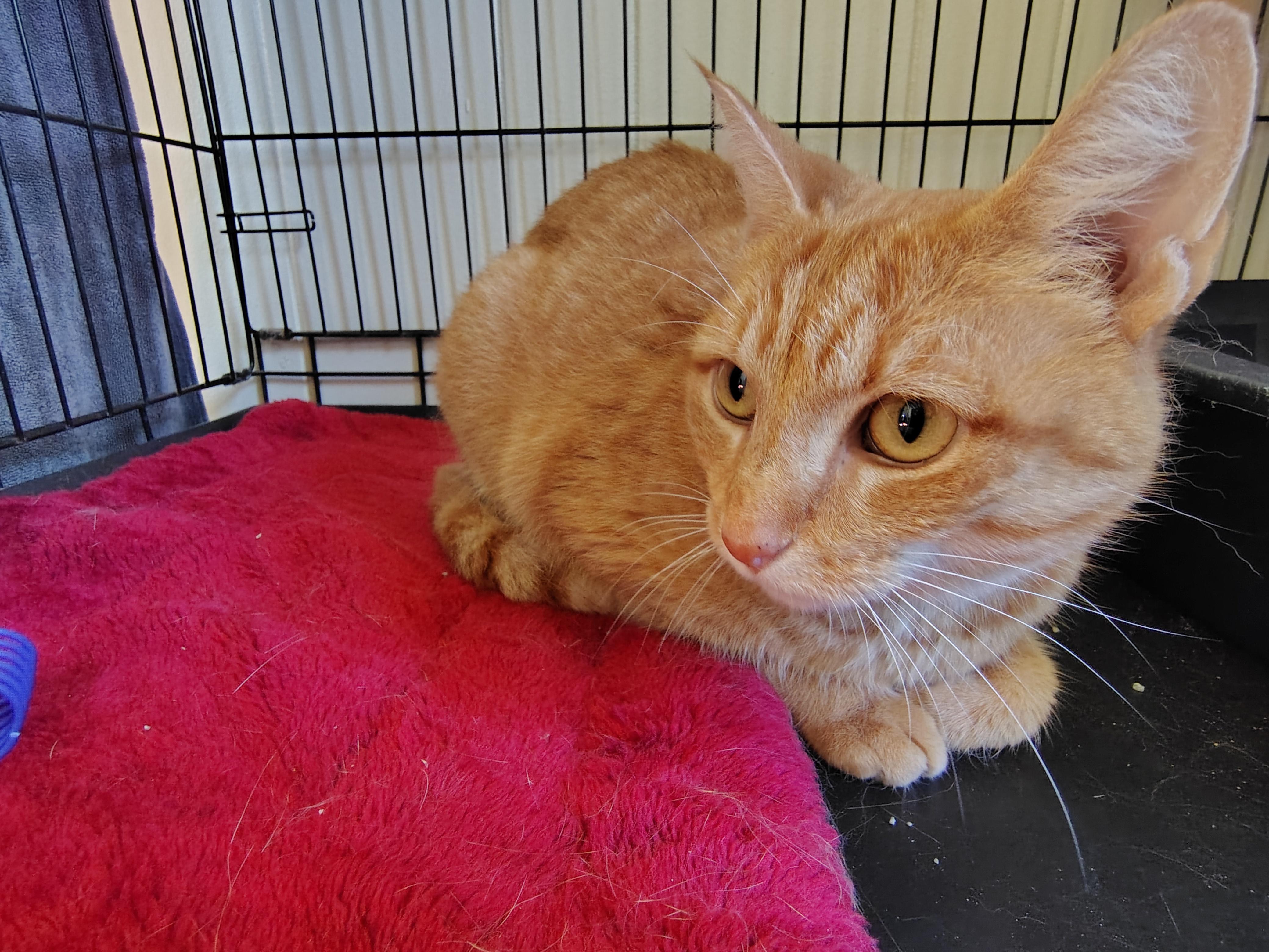 Enlarge Angel, a Adopted mixed breed in Montour Falls, NY image 3/3