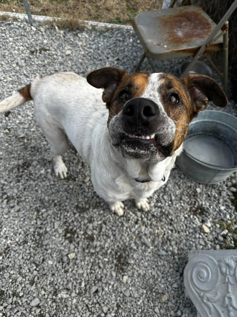Enlarge Dean, a Adoptable Saint Bernard in Camden, TN image 2/3