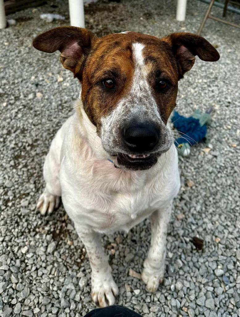Enlarge Dean, a Adoptable Saint Bernard in Camden, TN image 3/3