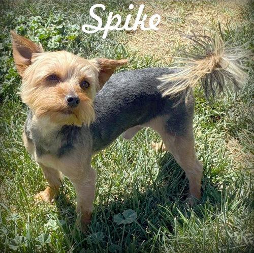 Enlarge Spike, a Adopted Yorkshire Terrier in Anaheim Hills, CA image 1/3