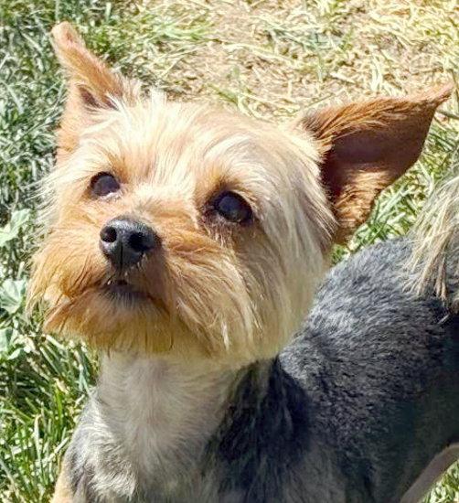 Enlarge Spike, a Adopted Yorkshire Terrier in Anaheim Hills, CA image 2/3