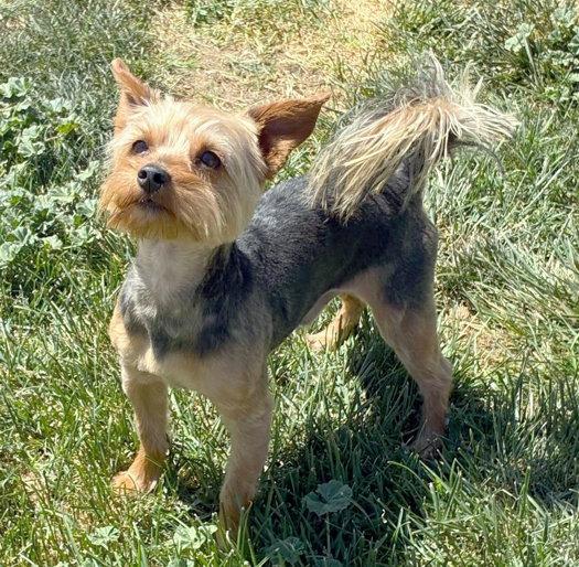 Enlarge Spike, a Adopted Yorkshire Terrier in Anaheim Hills, CA image 3/3