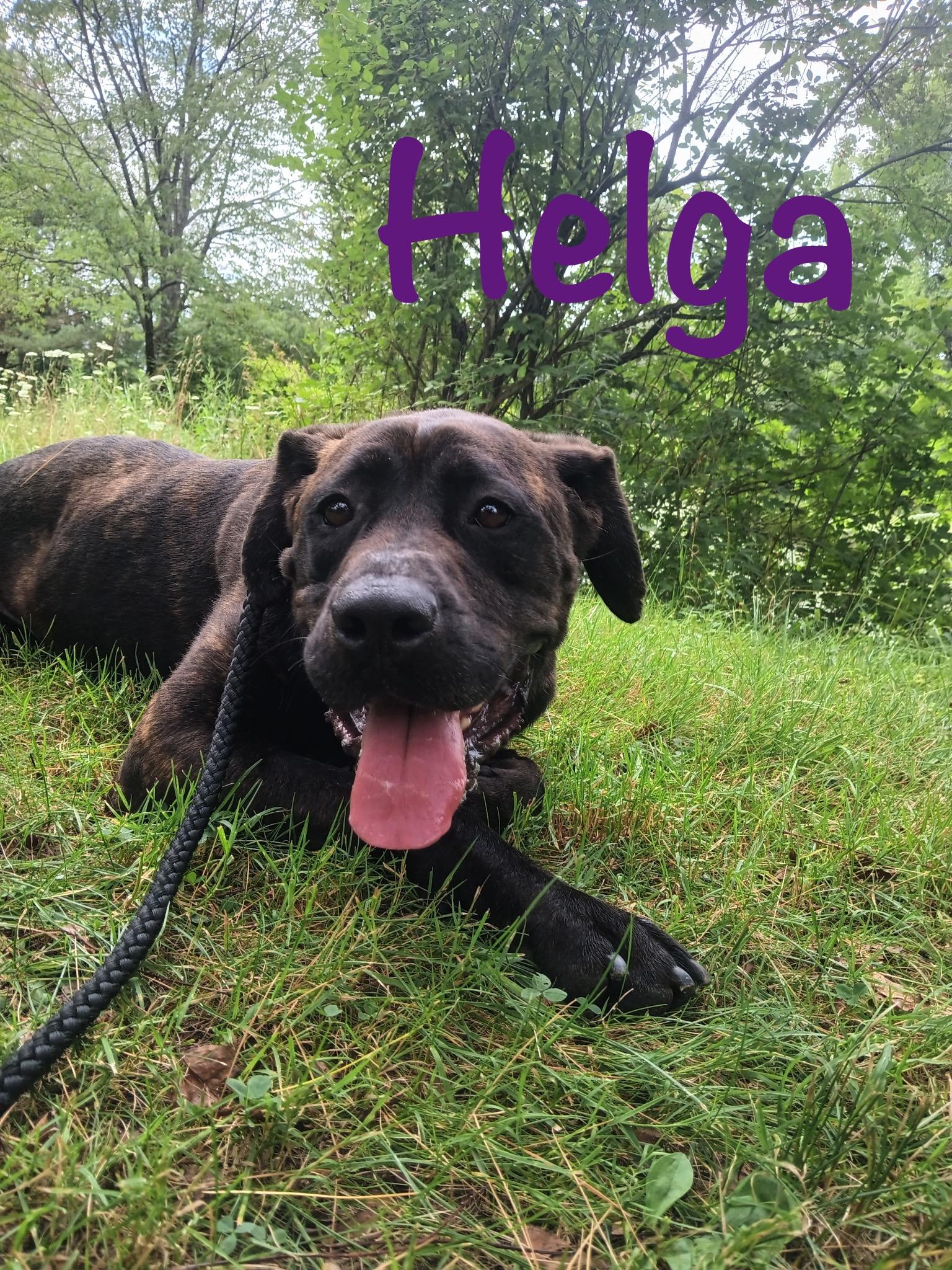Helga, a Adoptable Mastiff in Olean, NY image 1/3