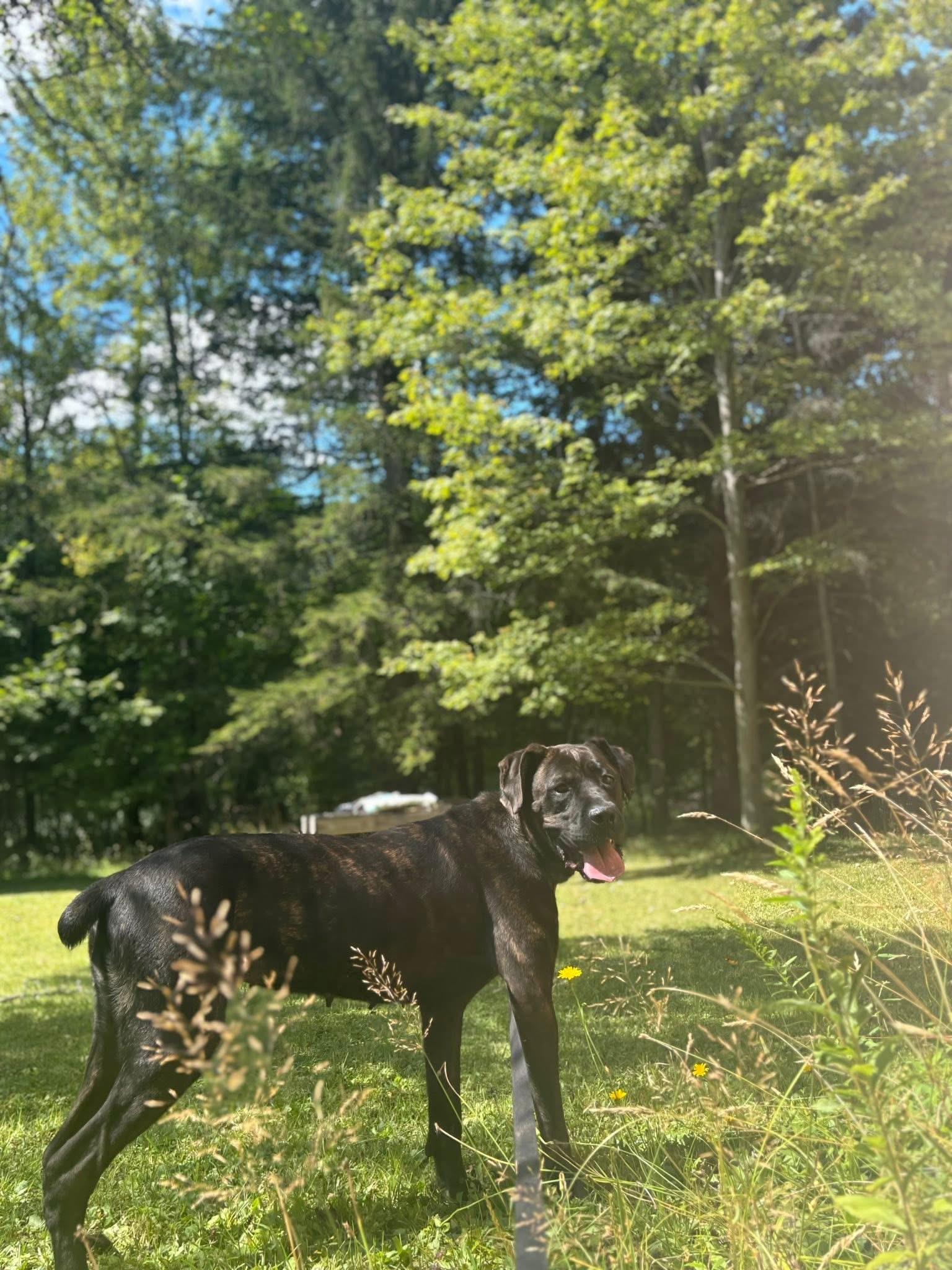 Helga, a Adoptable Mastiff in Olean, NY image 2/3