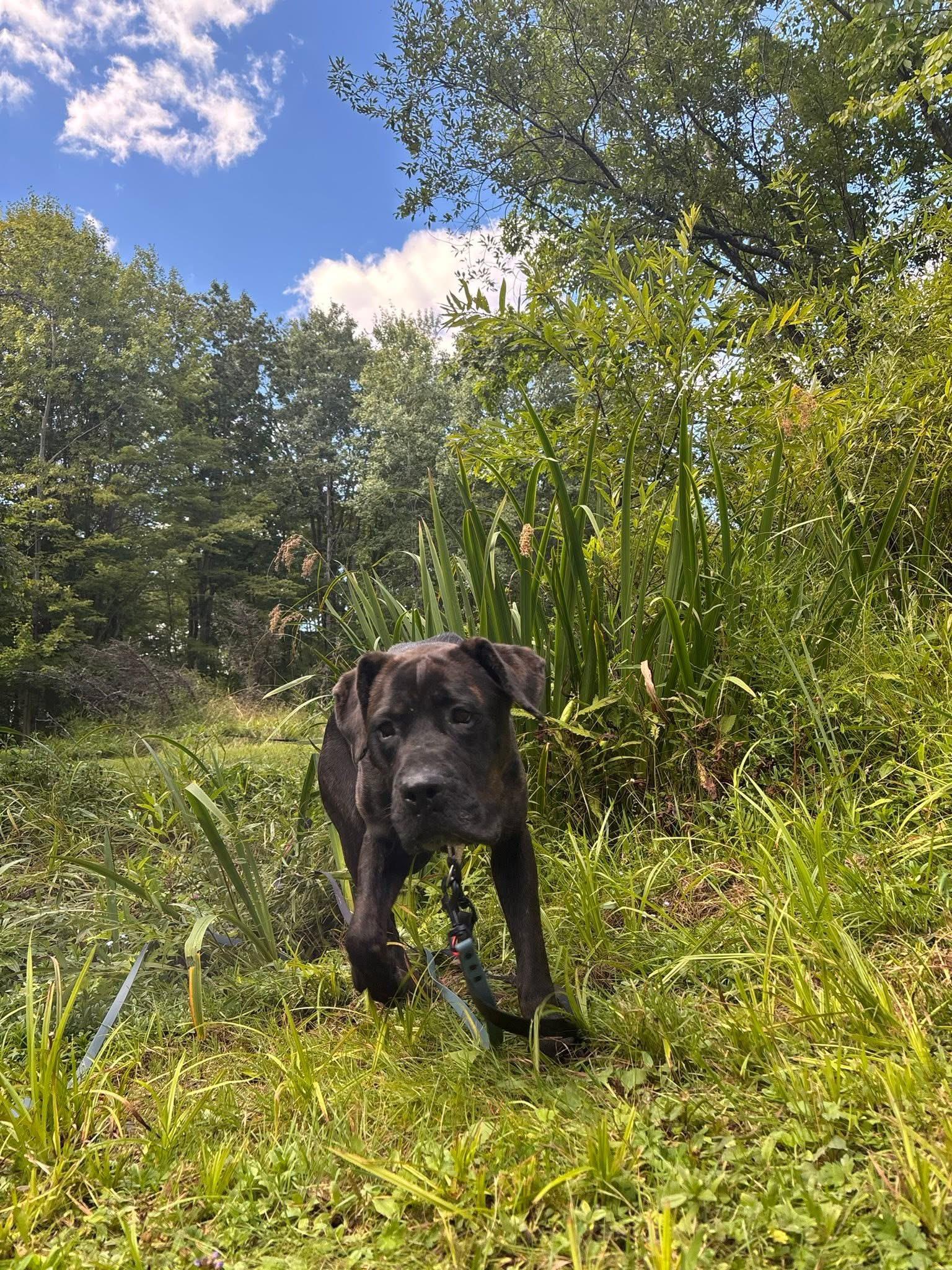 Helga, a Adoptable Mastiff in Olean, NY image 3/3
