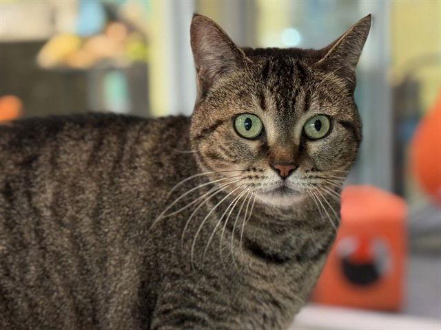 NALA, Adoptable, Adult Female Domestic Short Hair.