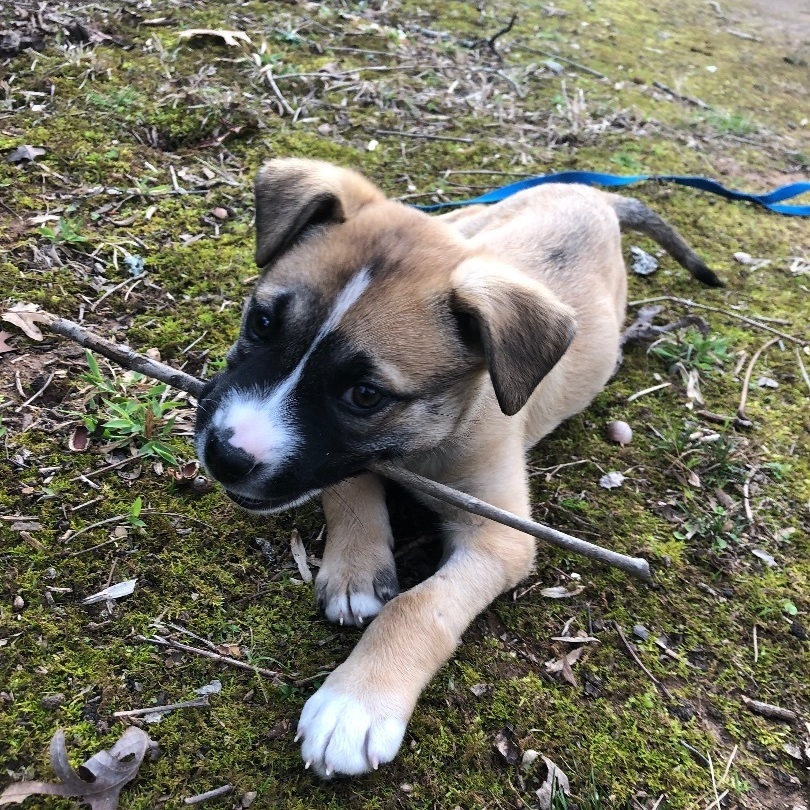 Ozzy, Adopted, Puppy Male Husky.