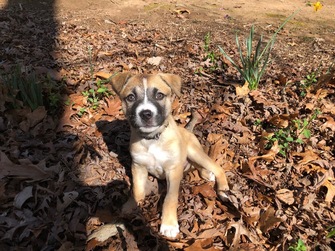 Enlarge Ozzy, a Adopted mixed breed in Kannapolis, NC image 2/6