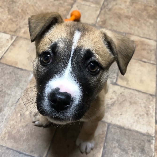 Enlarge Ozzy, a Adopted mixed breed in Kannapolis, NC image 3/6