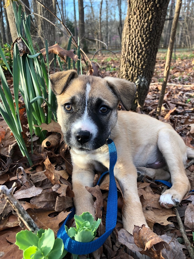 Enlarge Ozzy, a Adopted mixed breed in Kannapolis, NC image 4/6