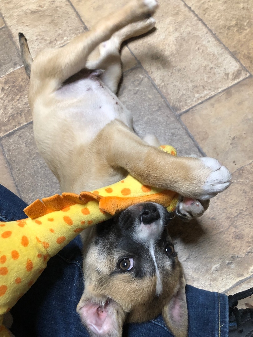 Enlarge Ozzy, a Adopted mixed breed in Kannapolis, NC image 5/6