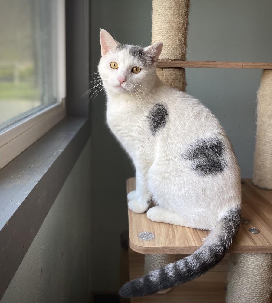 Sport, a Adoptable mixed breed in New Cumberland, WV image 1/3