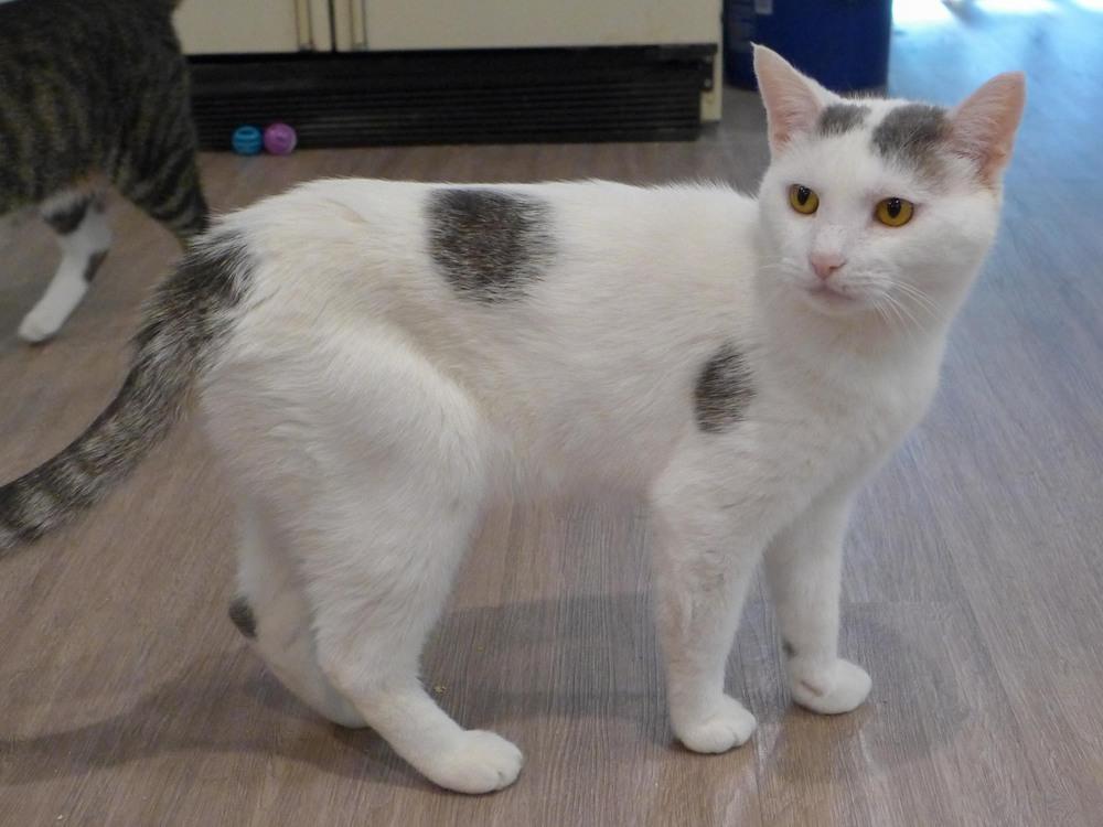 Sport, a Adoptable mixed breed in New Cumberland, WV image 3/3