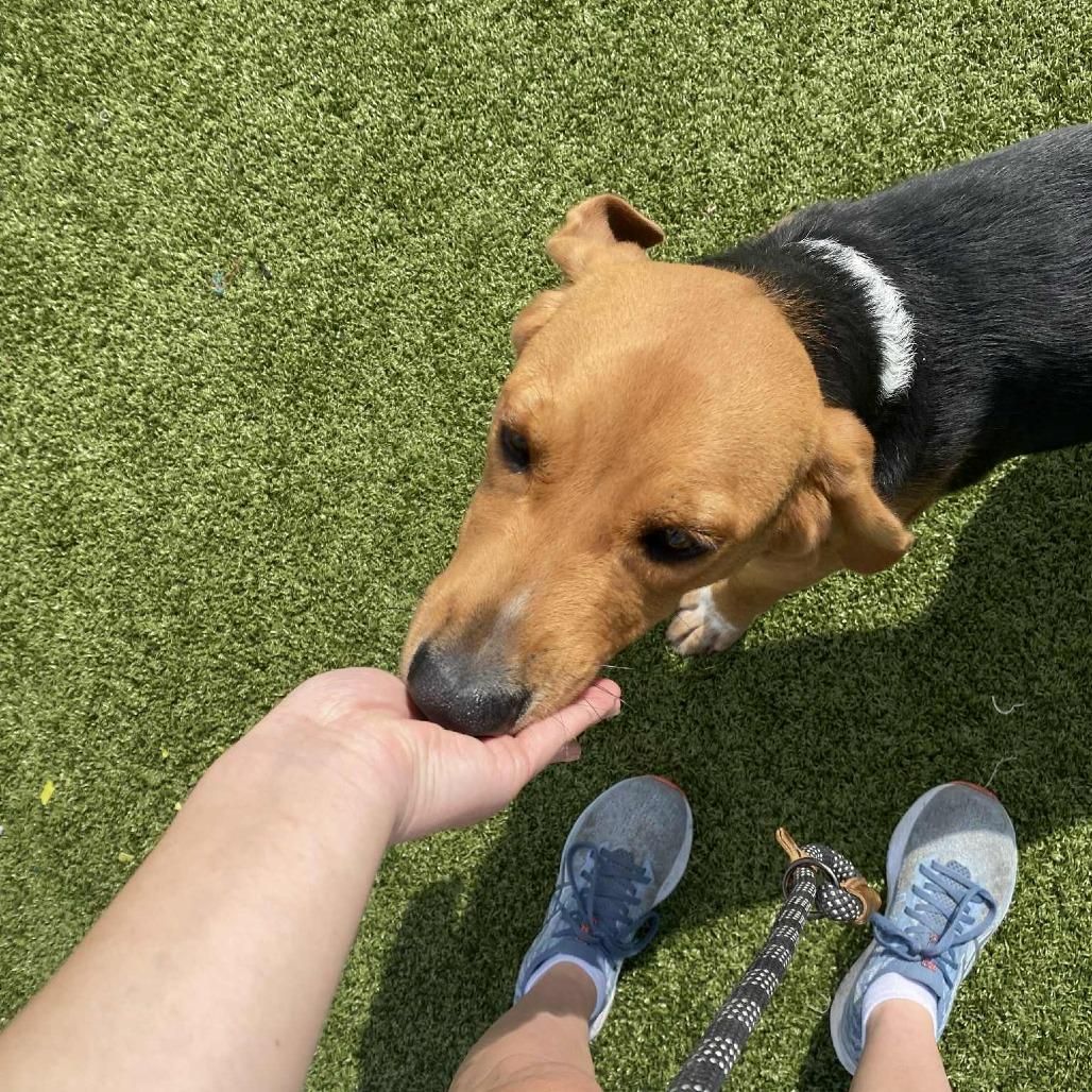 Clipper, Adoptable, Young Male Coonhound.