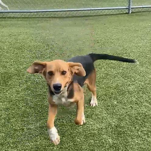 Enlarge Clipper, a Adoptable Coonhound in Hannibal, MO image 2/3