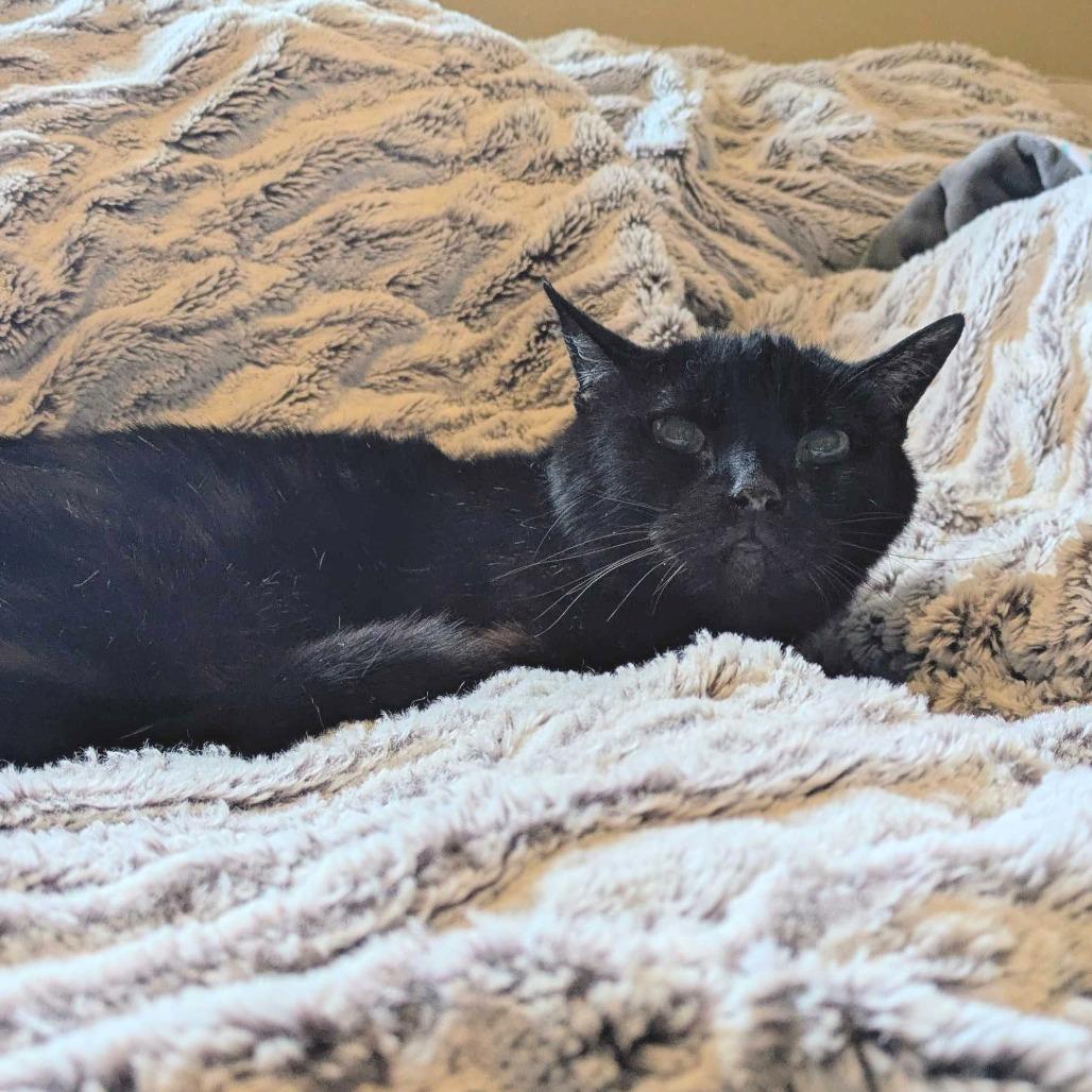 Mrs. Sally Stevens (Sassy), Adoptable, Senior Female Domestic Medium Hair.