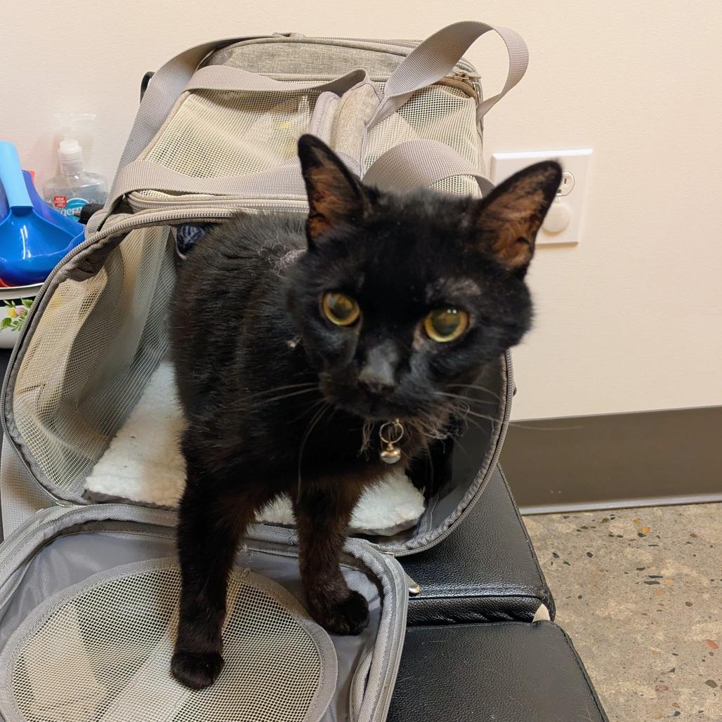Enlarge Mrs. Sally Stevens (Sassy), a Adoptable Domestic Medium Hair in Portland, OR image 1/1