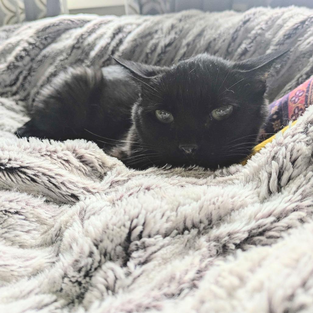 Enlarge Mrs. Sally Stevens (Sassy), a Adoptable Domestic Medium Hair in Portland, OR image 3/6