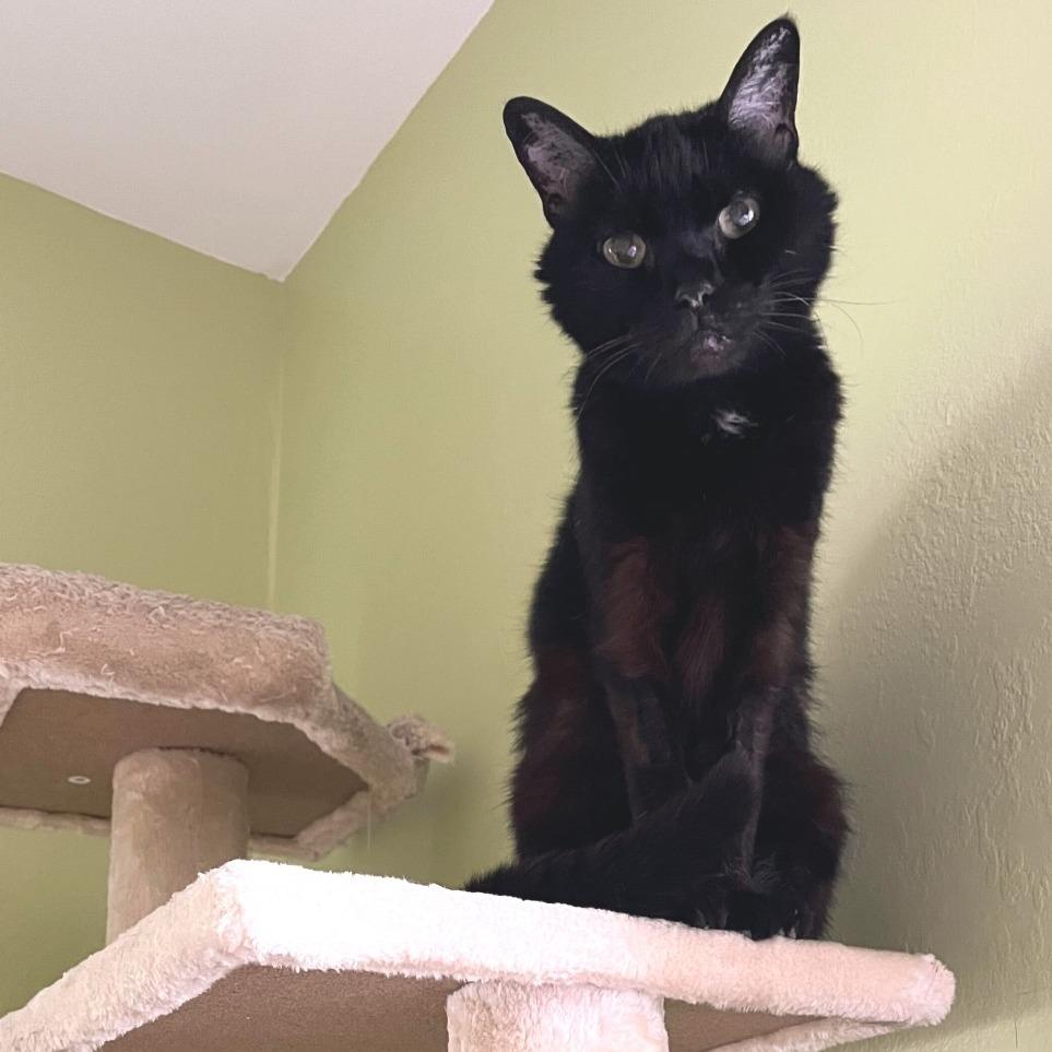 Enlarge Mrs. Sally Stevens (Sassy), a Adoptable Domestic Medium Hair in Portland, OR image 4/6