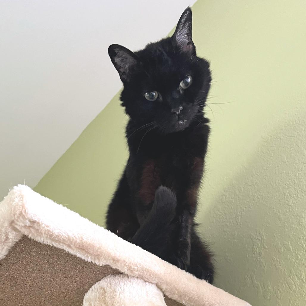 Enlarge Mrs. Sally Stevens (Sassy), a Adoptable Domestic Medium Hair in Portland, OR image 5/6