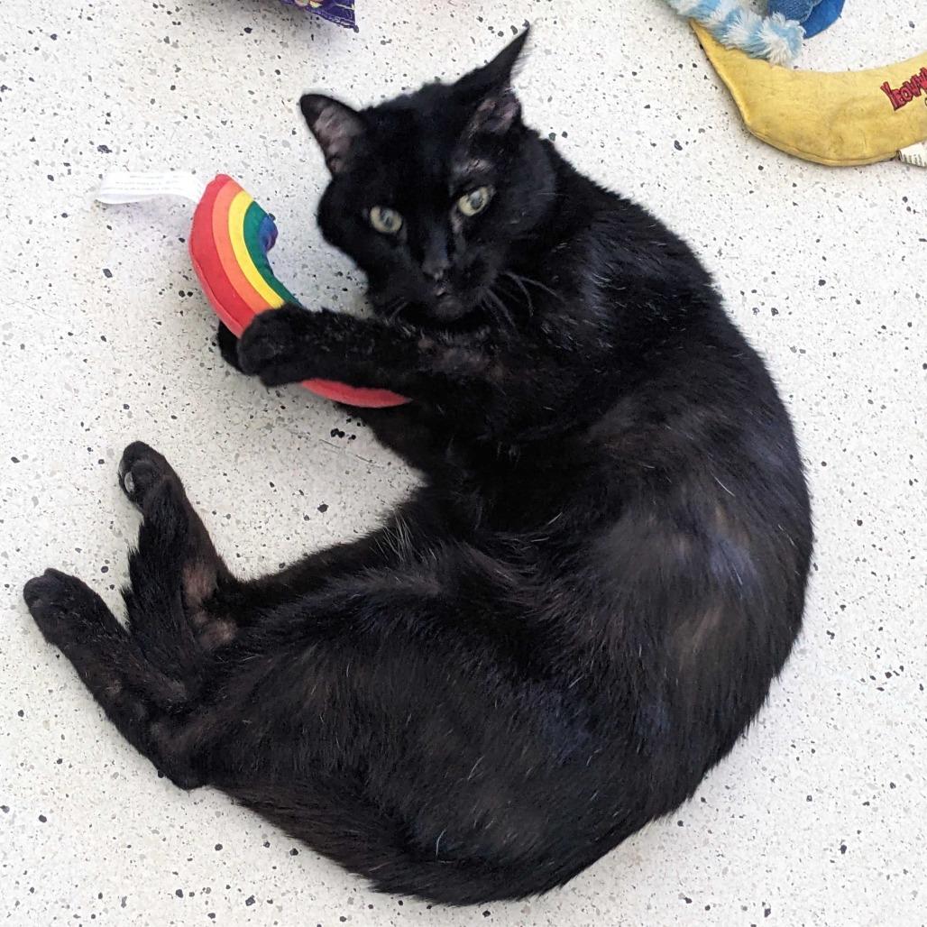 Enlarge Mrs. Sally Stevens (Sassy), a Adoptable Domestic Medium Hair in Portland, OR image 6/6