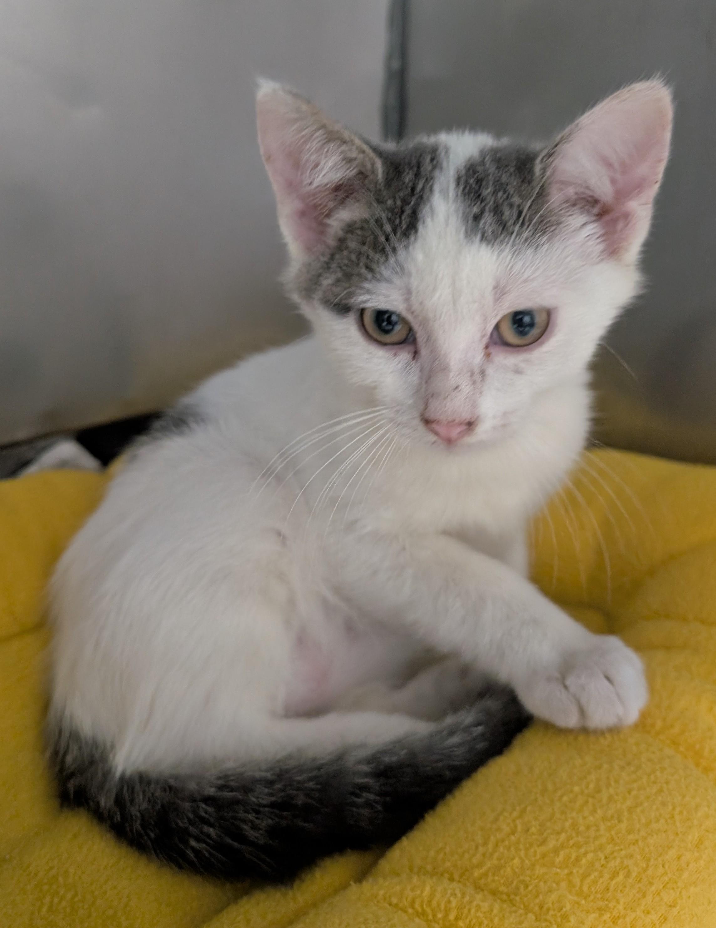 Enlarge Jake, a Adoptable Domestic Short Hair in New Ulm, MN image 1/1