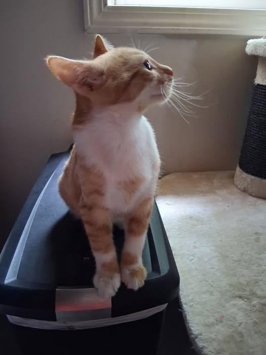 Cinnamon Bun- Lap Kitty -gives kitty kisses, a ADOPTABLE mixed breed in Macomb, MI image 2/2
