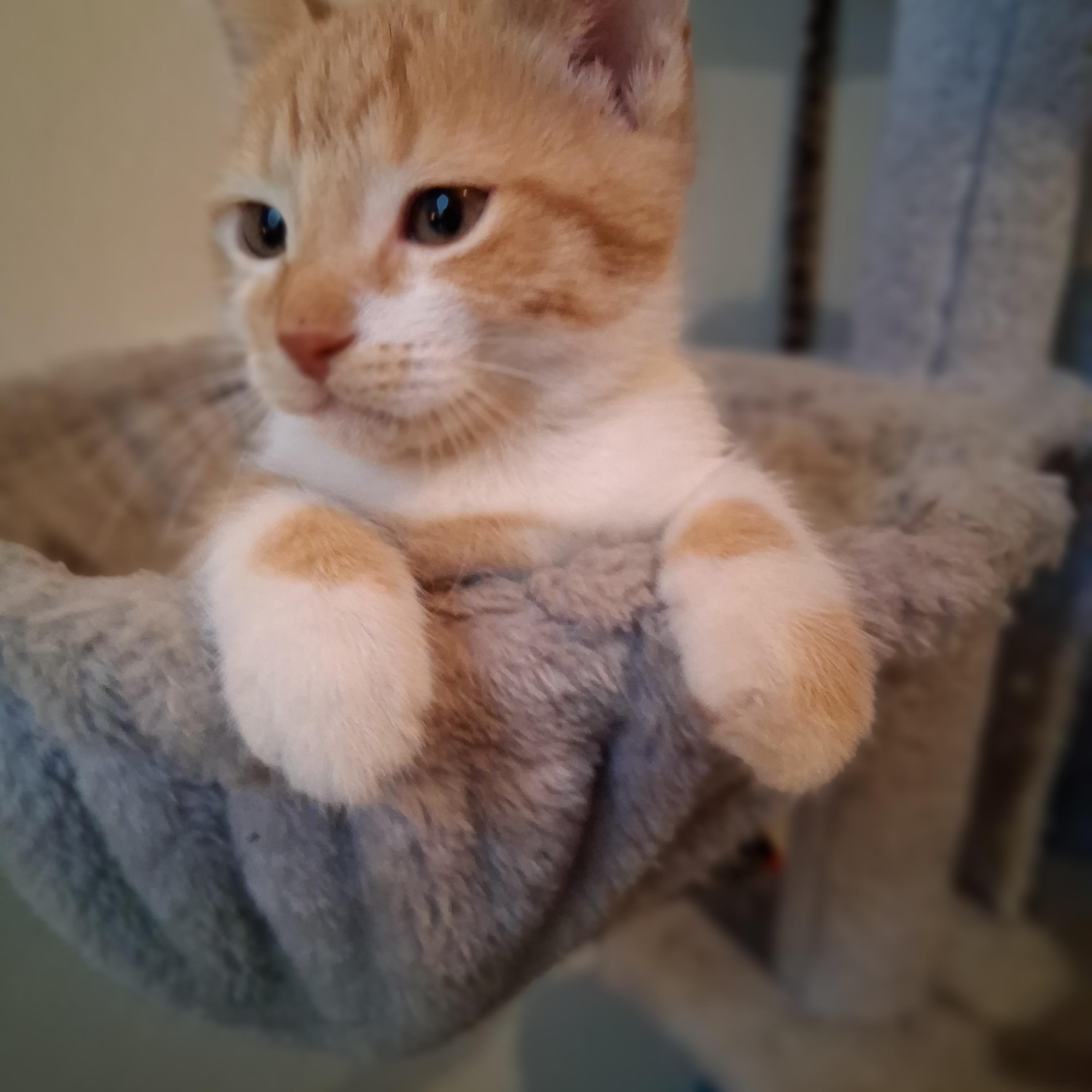 Enlarge Cinnamon Bun- gives kitty kisses, a ADOPTABLE mixed breed in Macomb, MI image 1/1